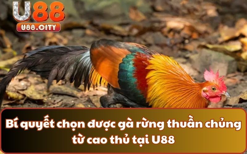 Bí quyết chọn được gà rừng thuần chủng từ cao thủ tại U88