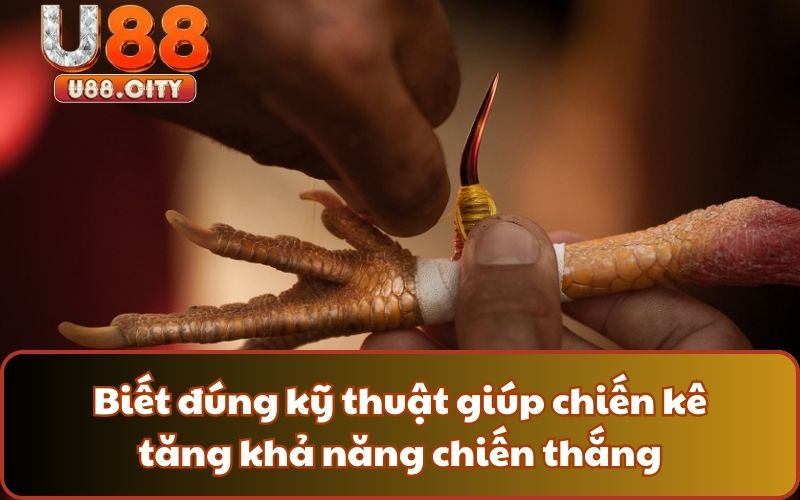 Biết đúng kỹ thuật giúp chiến kê tăng khả năng chiến thắng