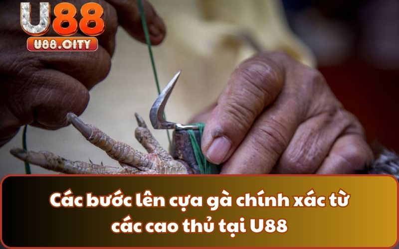 Các bước lên cựa gà chính xác từ các cao thủ tại U88