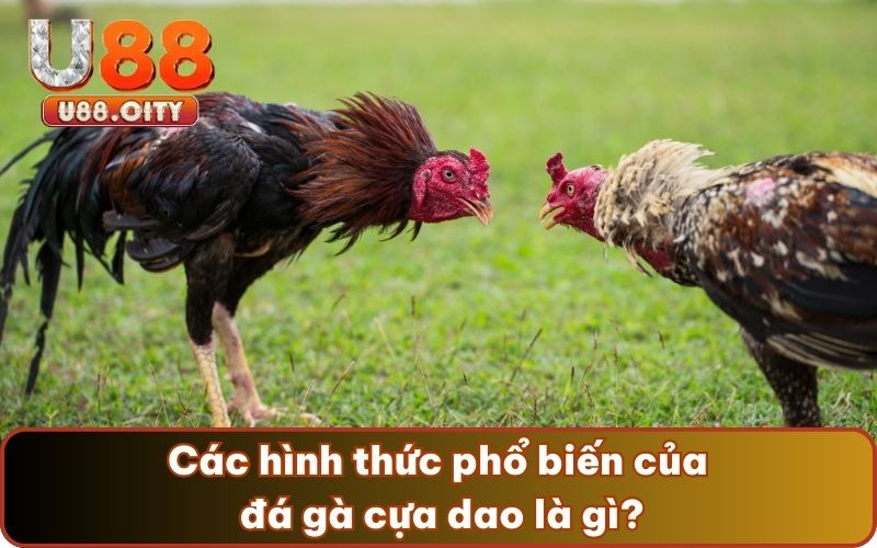 Các hình thức phổ biến của đá gà cựa dao là gì?