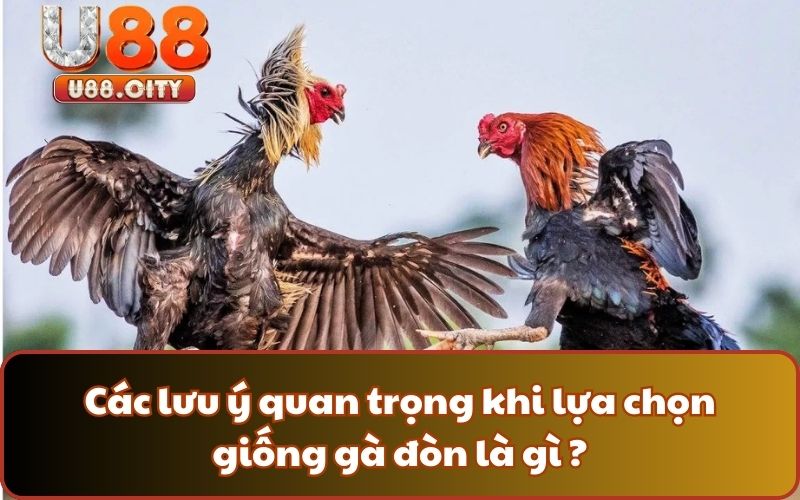 Các lưu ý quan trọng khi lựa chọn giống gà đòn là gì ?