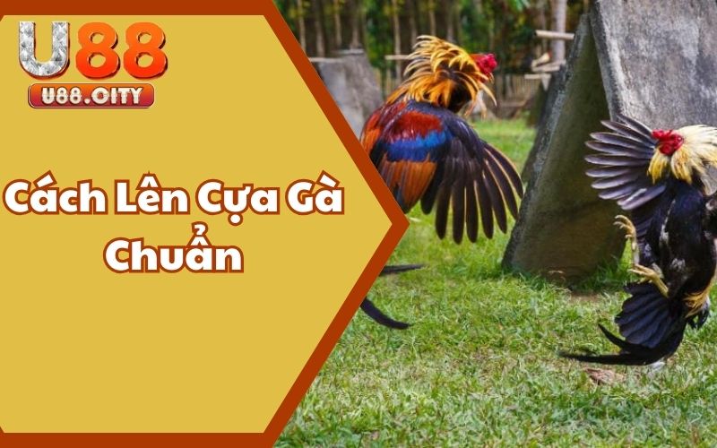 Cách Lên Cựa Gà Chuẩn - Bí Quyết Chiến Thắng Từ Cao Thủ