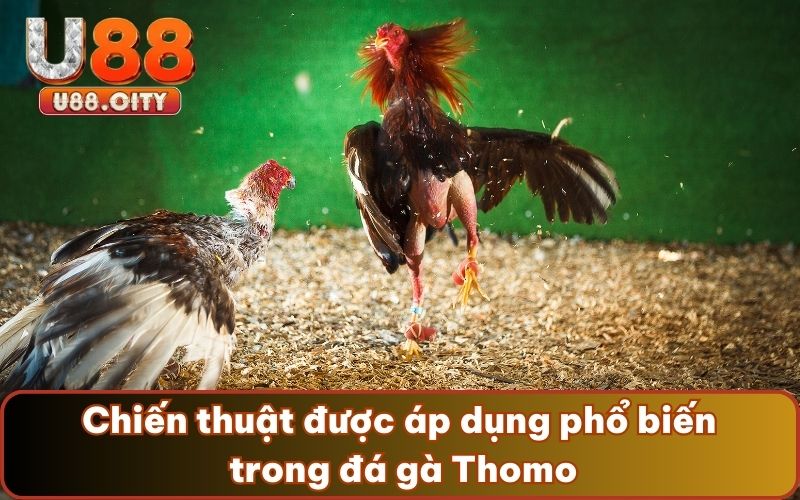 Chiến thuật được áp dụng phổ biến trong đá gà Thomo
