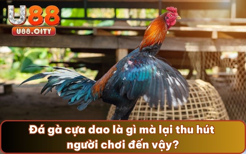 Đá gà cựa dao là gì mà lại thu hút người chơi đến vậy?
