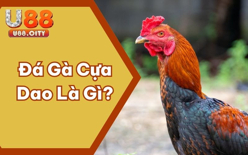 Đá Gà Cựa Dao Là Gì? Siêu Phẩm Đẳng Cấp Đáng Chọn Hiện Nay