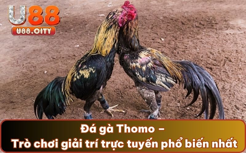 Đá gà Thomo – Trò chơi giải trí trực tuyến phổ biến nhất