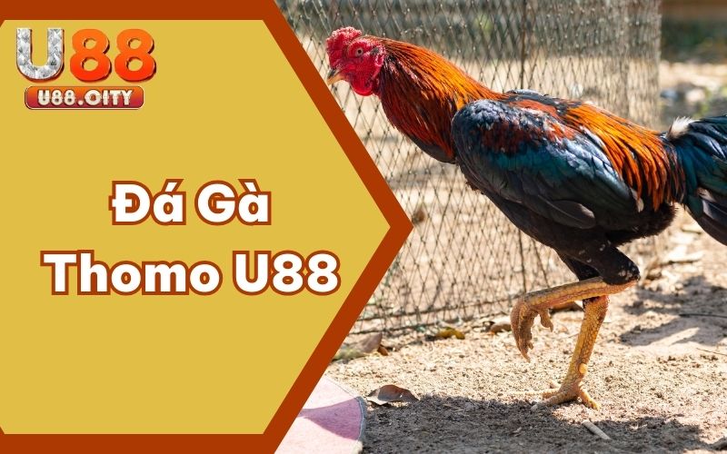 Cược Đá Gà Thomo U88 Trải Nghiệm Cảm Giác Kịch Tính Hơn Hết