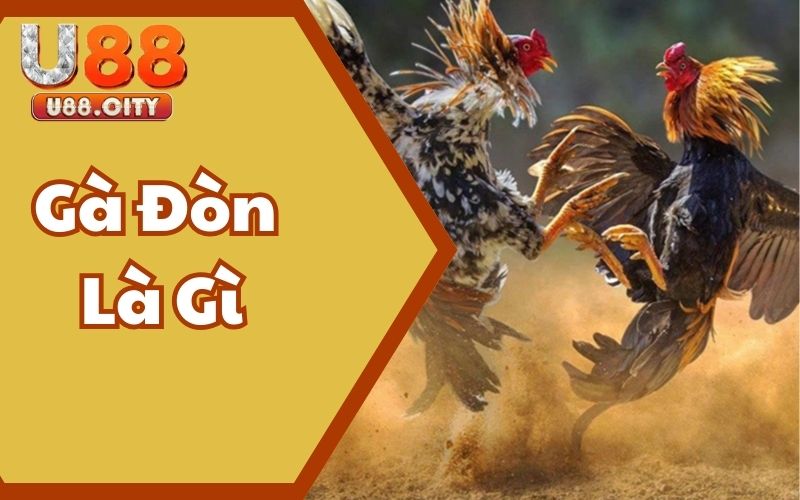 Gà Đòn Là Gì - Lý Do Khiến Dòng Này Luôn Được Săn Đón