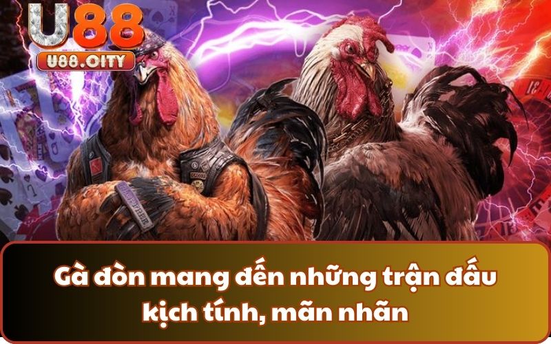 Gà đòn mang đến những trận đấu kịch tính, mãn nhãn
