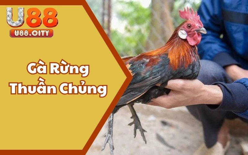 Gà Rừng Thuần Chủng - Lựa Chọn Ưu Tiên Của Các Sư Kê