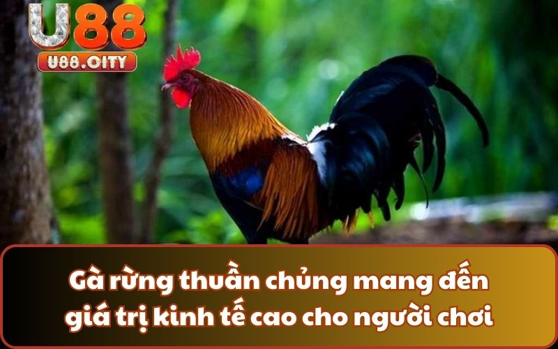 Gà rừng thuần chủng mang đến giá trị kinh tế cao cho người chơi