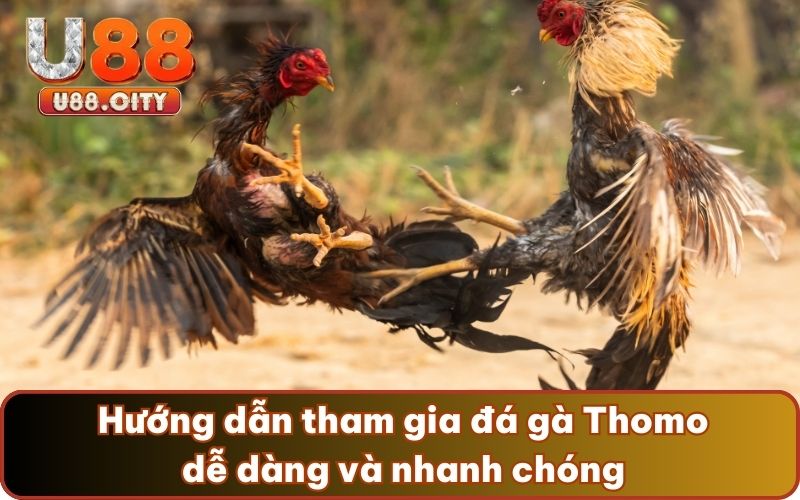  Hướng dẫn tham gia đá gà Thomo dễ dàng và nhanh chóng