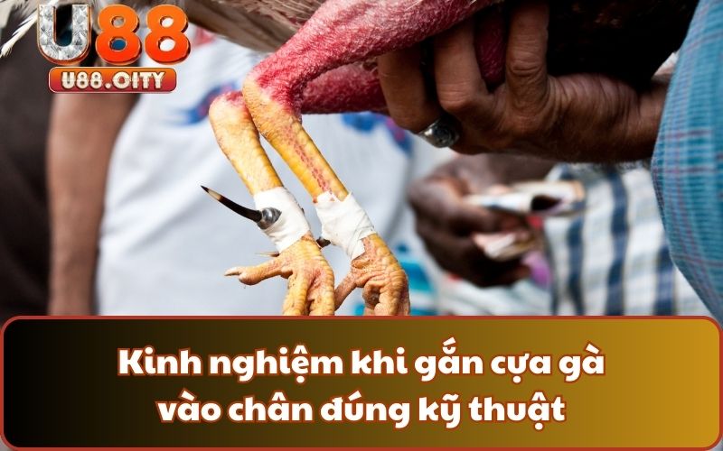 Kinh nghiệm khi gắn cựa gà vào chân đúng kỹ thuật