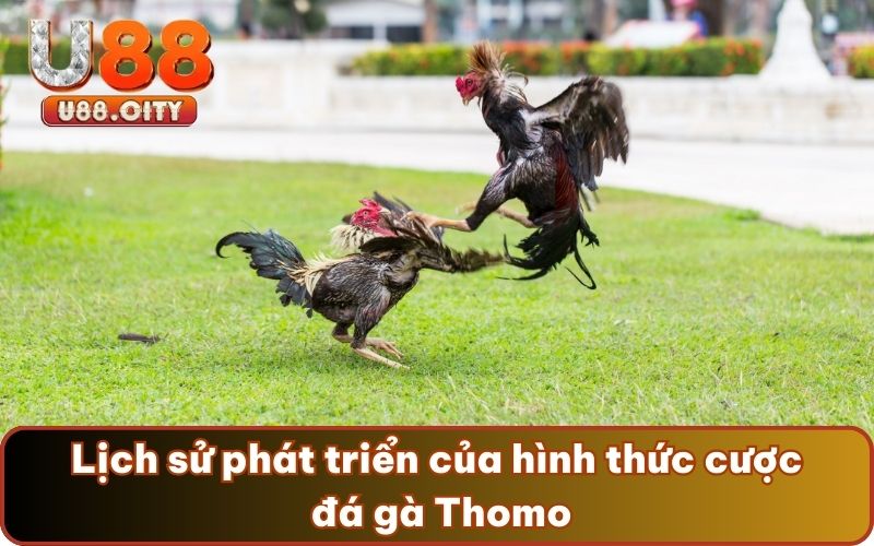 Lịch sử phát triển của hình thức cược đá gà Thomo
