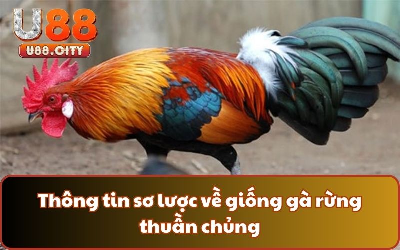 Thông tin sơ lược về giống gà rừng thuần chủng