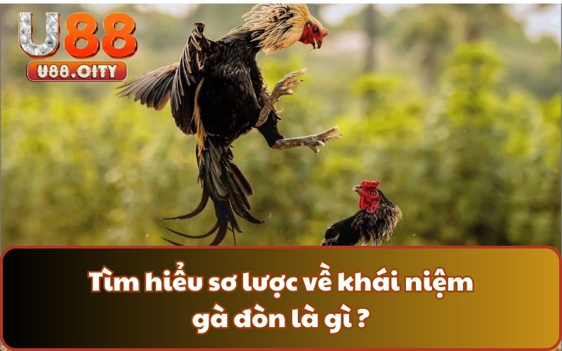 Tìm hiểu sơ lược về khái niệm gà đòn là gì ?