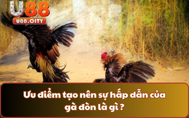 Ưu điểm tạo nên sự hấp dẫn của gà đòn là gì ?