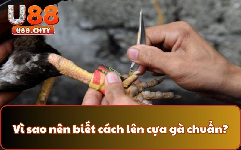 Vì sao nên biết cách lên cựa gà chuẩn?